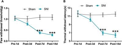 BMP10 accelerated spinal astrocytic activation in neuropathic pain via ALK2/smad1/5/8 signaling